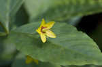 Whorled yellow loosestrife